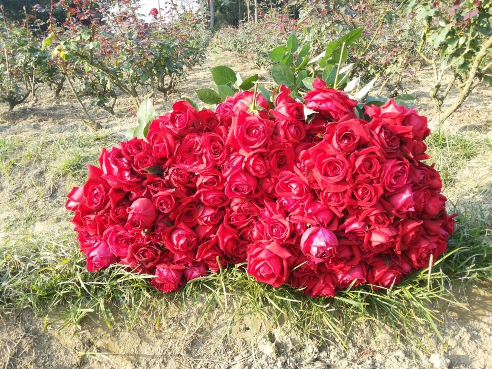 Fresh-cut roses