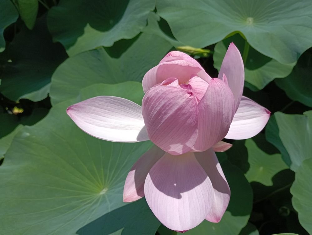 Lotus for the altar