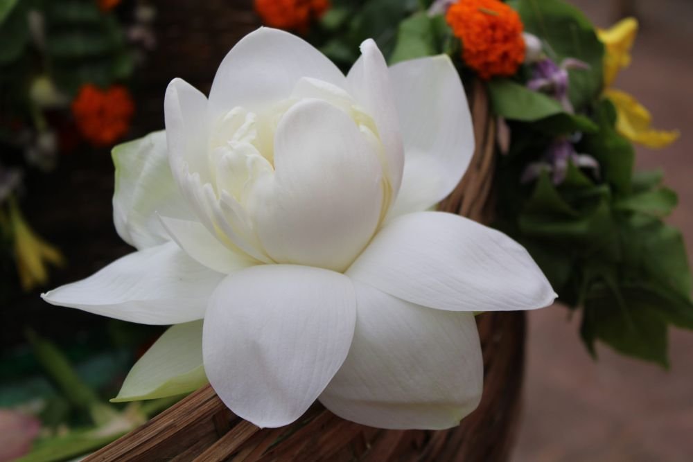 White lotus
