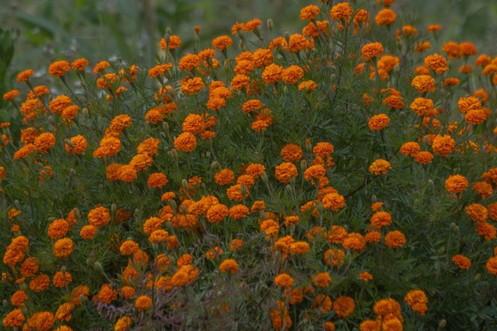 Marigold, the season’s gold
