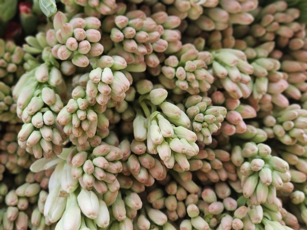Rajnigandha buds